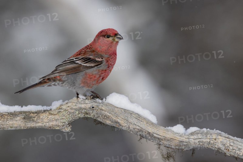 Pine grosbeak (Pinicola enucleator), in the snow, Kaamanen, Finland, Europe