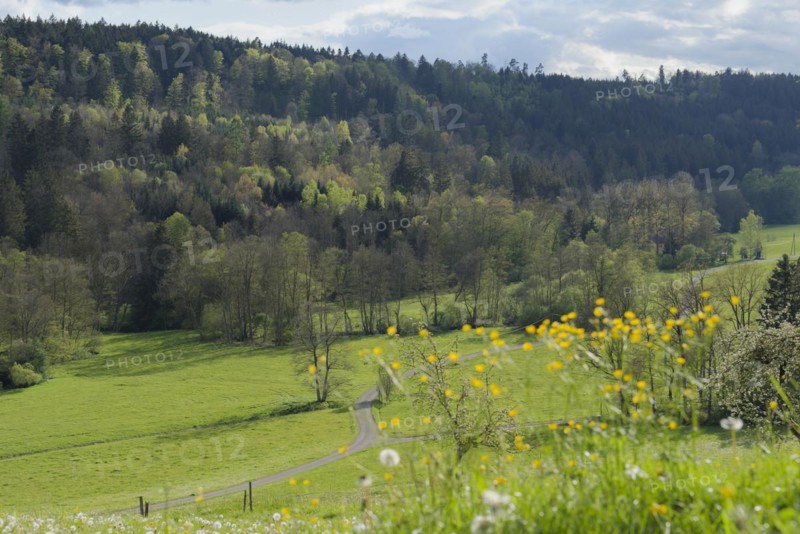 Spring in the Rottal near Wielandsweiler, Mainhardter Wald, Schwaebisch-Fraenkischer Wald Nature Park, Schwaebisch Hall, Hohenlohe, Heilbronn-Franken, Baden-Wuerttemberg, Germany, Europe