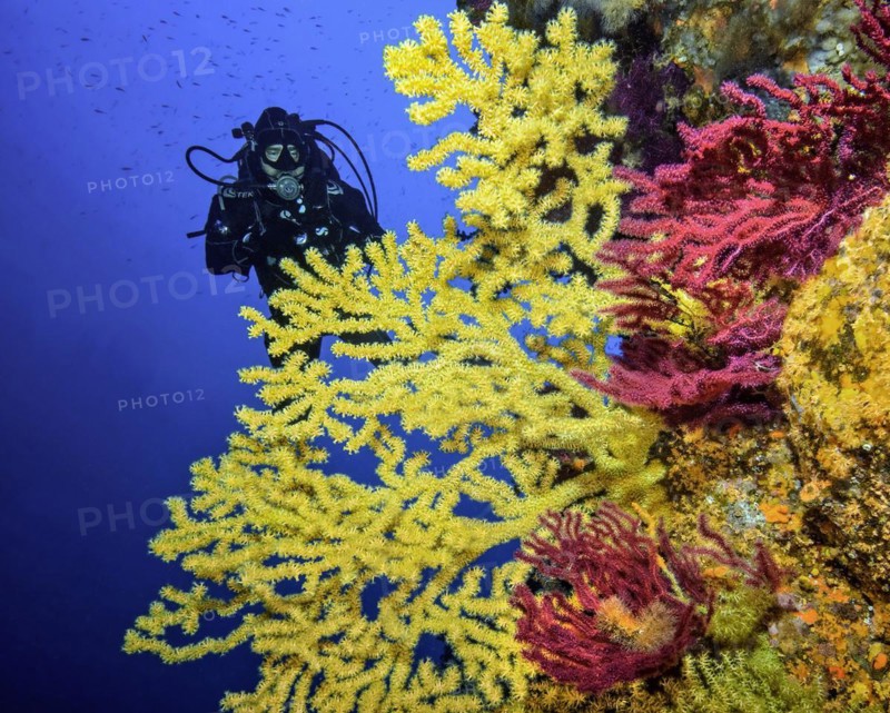 Diver in Mediterranean reef looking at fan of Yellow Gorgonian (Eunicella cavolinii) Sea fans and small Red Gorgonian (Paramuricea clavata), Mediterranean Sea, Sardinia, Italy, Europe