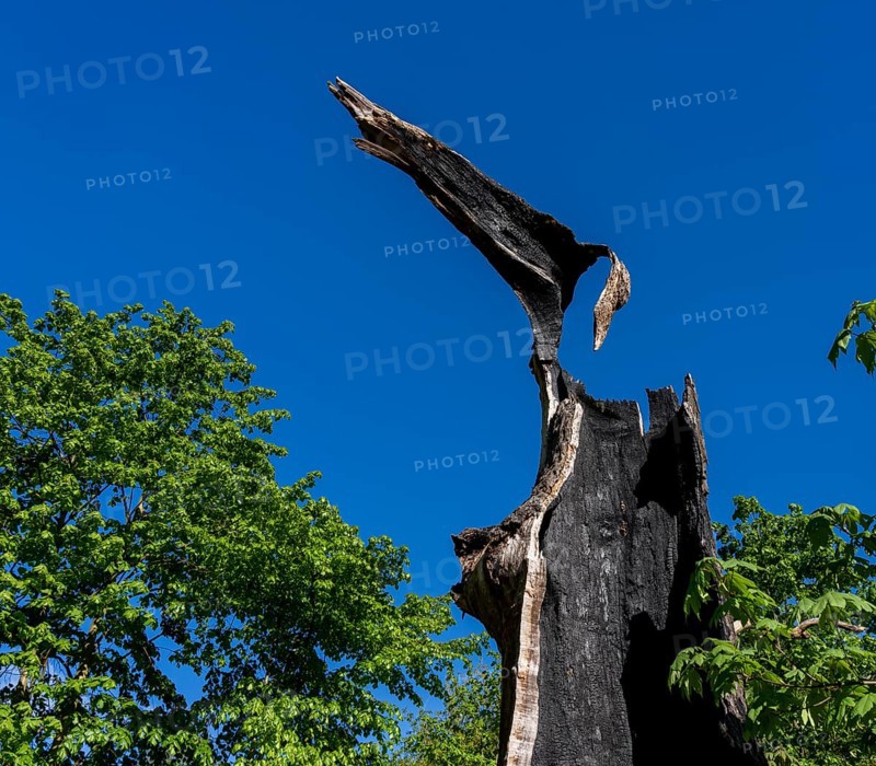 Burnt-out tree stump, Berlin, Germany, Europe