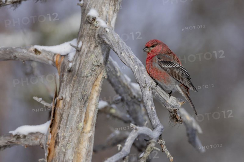 Pine grosbeak (Pinicola enucleator), in the snow, Kaamanen, Finland, Europe