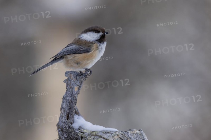 Grey-headed chickadee (Poecile cinctus), in the snow, Kaamanen, Finland, Europe