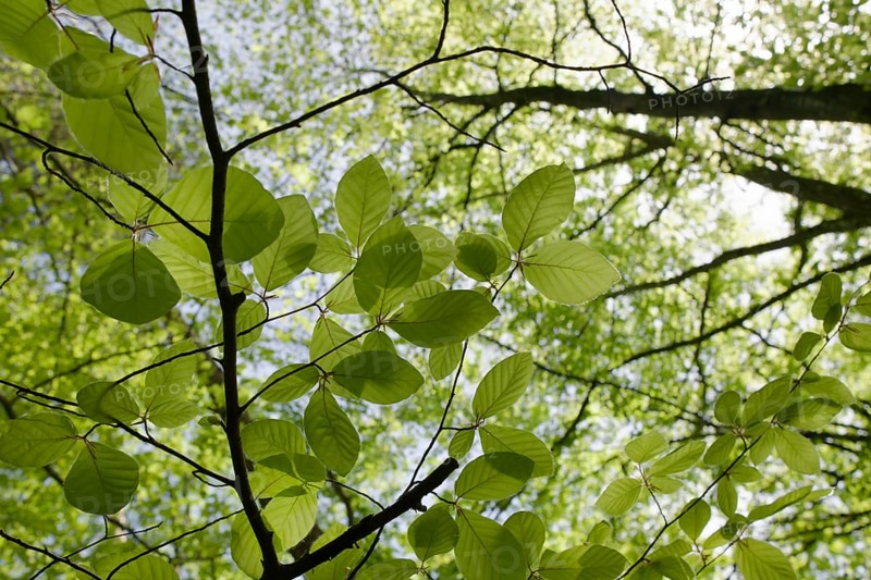 Beech in spring dress, Swabian-Franconian Forest nature park Park, photosynthesis, spring, April, green, leaf green, chlorophyll, light, biochemistry, rose garden-Sanzenbach, Schwaebisch Hall, Hohenlohe, Heilbronn-Franken, Baden-Wuerttemberg, Germany, Europe