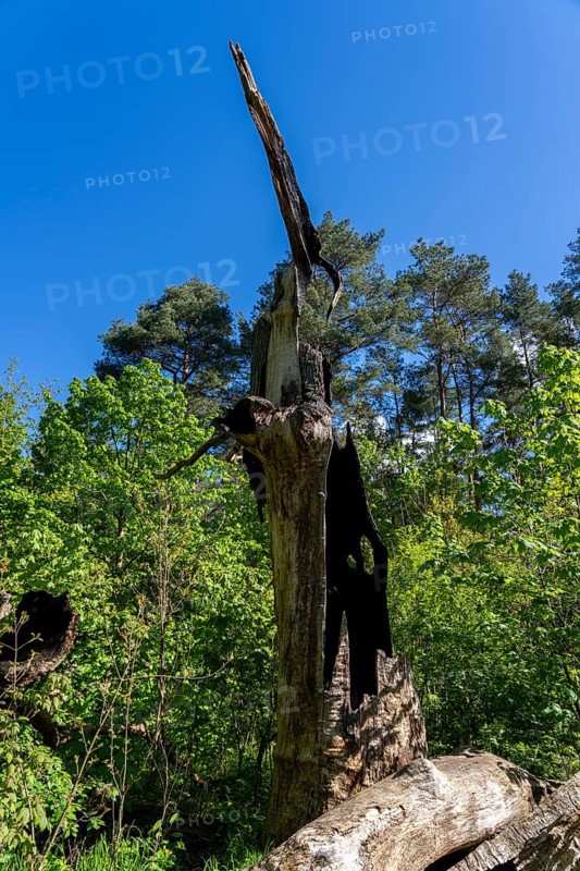 Burnt-out tree stump, Berlin, Germany, Europe