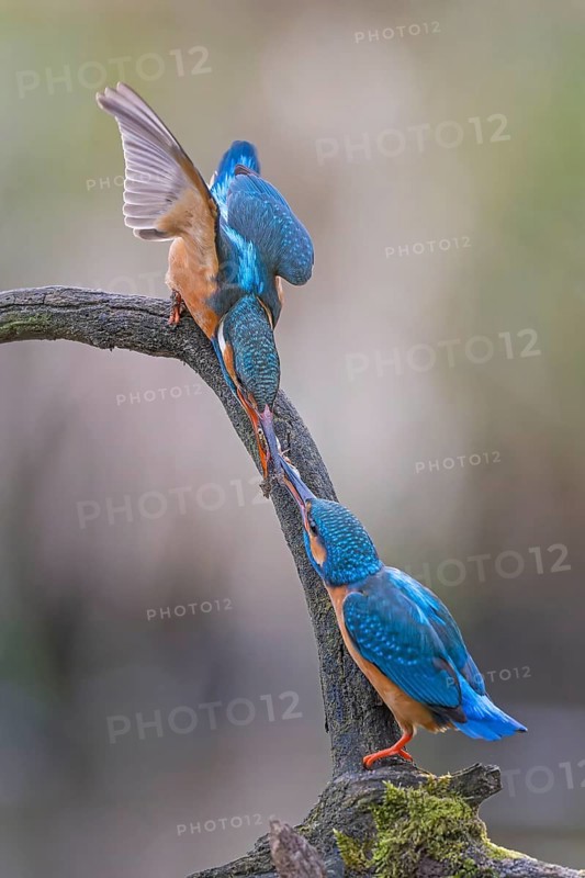 Common kingfisher (Alcedo atthis) Indicator of clean watercourses, courtship feeding, pair formation, pair, male and female animals, nuptial gift, habitat, flying gem, Middle Elbe River Landscape, Middle Elbe Biosphere Reserve, Saxony-Anhalt, Germany, Europe