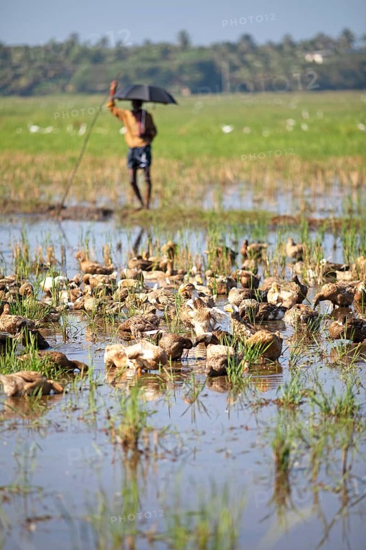 Ducks bathing on a flooded field, Indian man with umbrella watching, Kavanattinkara, Backwaters, Kerala, India, Asia