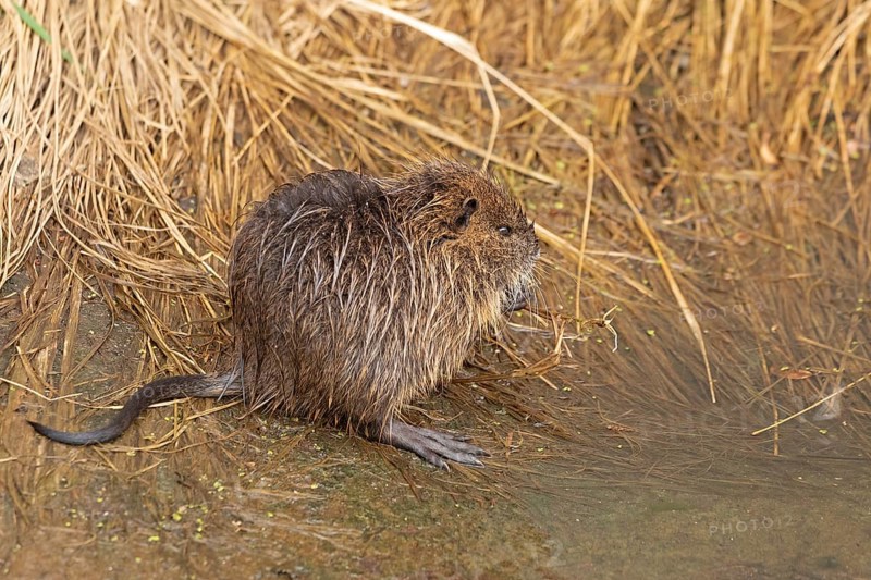 Nutria (Myocastor coypus) young animal, Wilhelmsburg, Hamburg, Germany, Europe