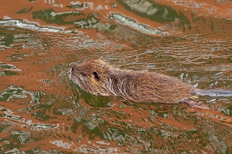 Nutria (Myocastor coypus) young animal swimming, Wilhelmsburg, Hamburg, Germany, Europe