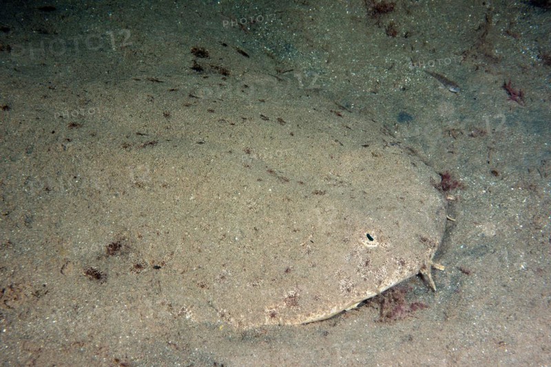 Forebody Head of angel shark (Squatina squatina) shows typical behaviour of camouflage camouflages itself with has buried itself in sand lurks for prey, East Atlantic