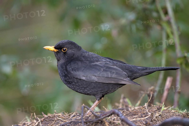 Blackbird (Turdus merula), male, Dingdener Heide NSG, North Rhine-Westphalia, Germany, Europe