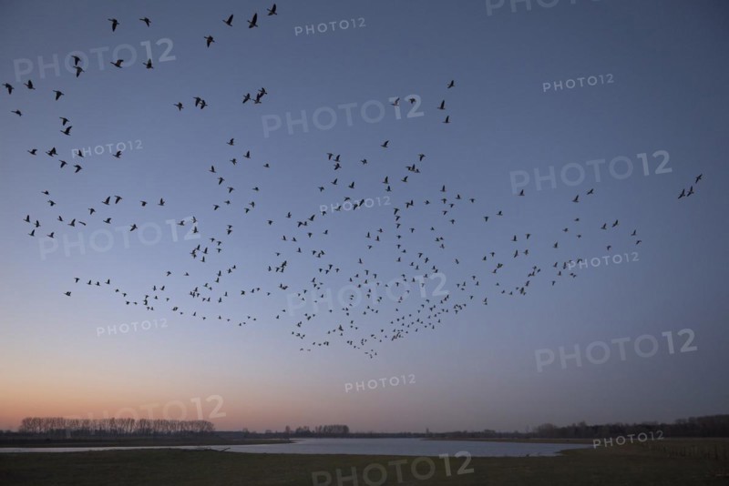 Barnacle goose (Branta leucopsis), flock of geese in flight at sunrise, starting from the roost, Bislicher Insel, Xanten, Lower Rhine, North Rhine-Westphalia, Germany, Europe