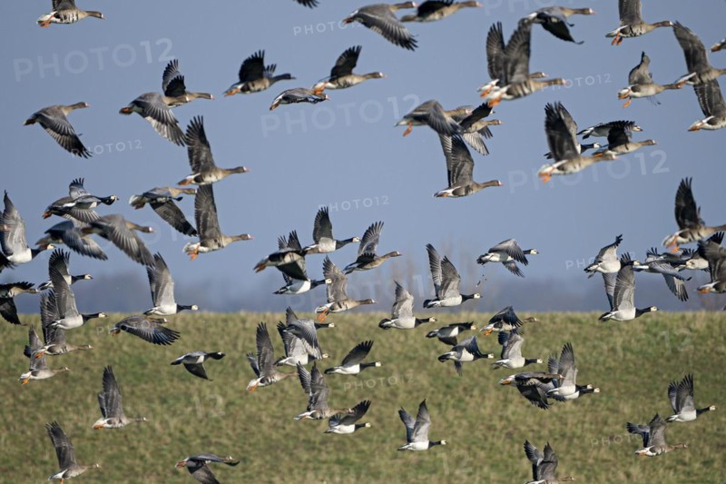 Greater white-fronted goose (Anser albifrons) and barnacle goose (Branta leucopsis), flock of geese taking off, Bislicher Insel, Xanten, Lower Rhine, North Rhine-Westphalia, Germany, Europe