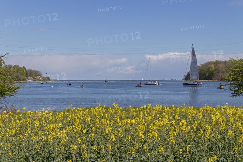 Thatched roof houses, herring fishing, sailing boat, boats, rape field, Rabelsund, Rabel, Schlei, Schleswig-Holstein, Germany, Europe