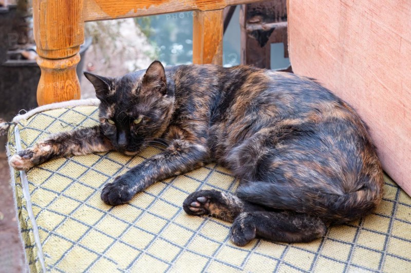 Sleeping street cat on a sofa, Sanliurfa bazaar, Turkey, Asia