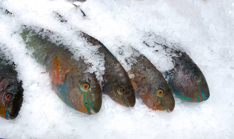 Display of fish caught whole fish blueband parrotfish (Scarus ghobban) on ice in refrigerated counter fish counter of fishmonger fish sales, food trade, wholesale, fish trade, speciality shop, Germany, Europe