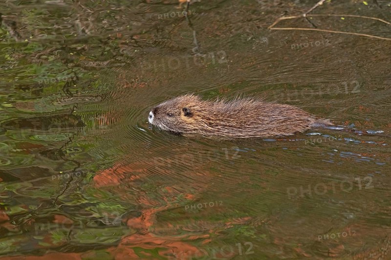 Nutria (Myocastor coypus) young animal swimming, Wilhelmsburg, Hamburg, Germany, Europe