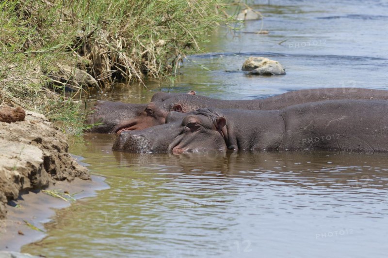 Hippopotamuses (Hippopotamus amphibius), two adult hippos in water, bathing in the Olifants River, Kruger National Park, South Africa, Africa