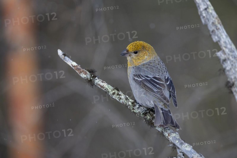 Pine grosbeak (Pinicola enucleator), in the snow, Kaamanen, Finland, Europe