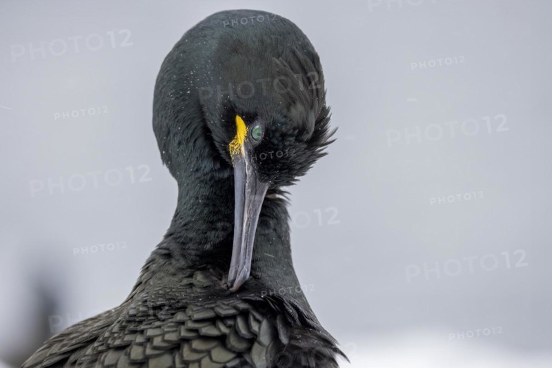 Common shag (Phalacrocorax aristotelis), portrait, plumage care, feathers, winter, in the snow, Hornoya, Hornoya, Varangerfjord, Finmark, northern Norway