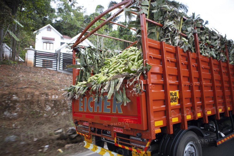 Travelling truck transports Bananas, Munnar, Kerala, India, Asia