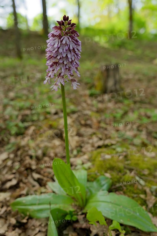 Northern marsh-orchid (Orchis purpurea), Orchid, Swabian-Franconian Forest nature park Park, Spring, April, Schwaebisch Hall, Hohenlohe, Heilbronn-Franconia, Baden-Wuerttemberg, Germany, Europe
