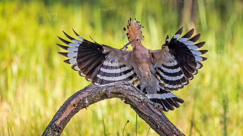 Hoopoe (Upupa epops) flying, approaching, landing, Bird of the Year 2022, with caterpillar as food, raised canopy, sunrise, flower meadow, Middle Elbe Biosphere Reserve, Saxony-Anhalt, Germany, Europe