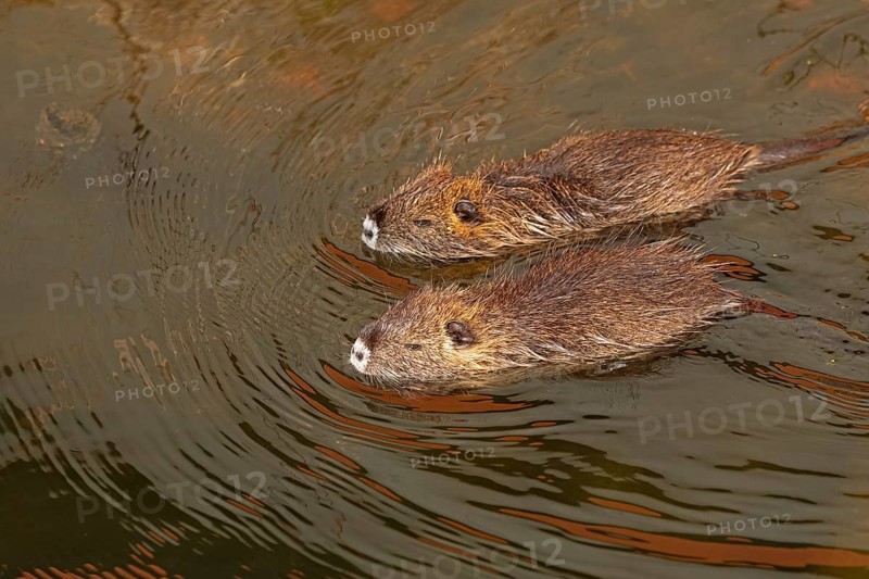 Two Nutria (Myocastor coypus) young animals swimming, Wilhelmsburg, Hamburg, Germany, Europe
