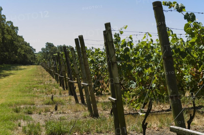 Beautiful vine of European grapes in Uruguayan winery in Canelos region. Moscato grapes
