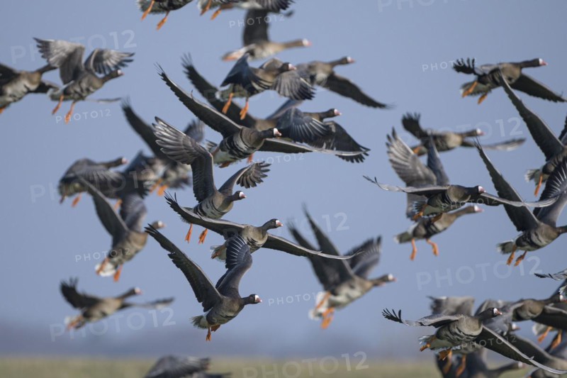 Greater white-fronted goose (Anser albifrons), flock of geese taking off, Bislicher Insel, Xanten, Lower Rhine, North Rhine-Westphalia, Germany, Europe