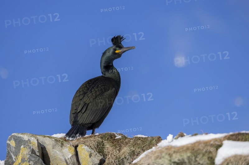 Common shag (Phalacrocorax aristotelis), feather crest, winter, in the snow, Hornoya, Hornoya, Varangerfjord, Finmark, Northern Norway