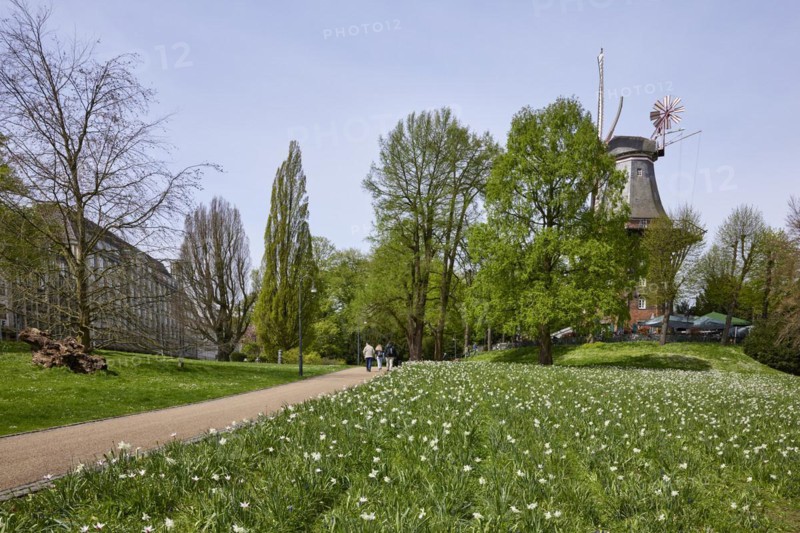 Mill Am Wall and flower field in the Wallanlagen in Bremen, Hanseatic City, State of Bremen, Germany, Europe