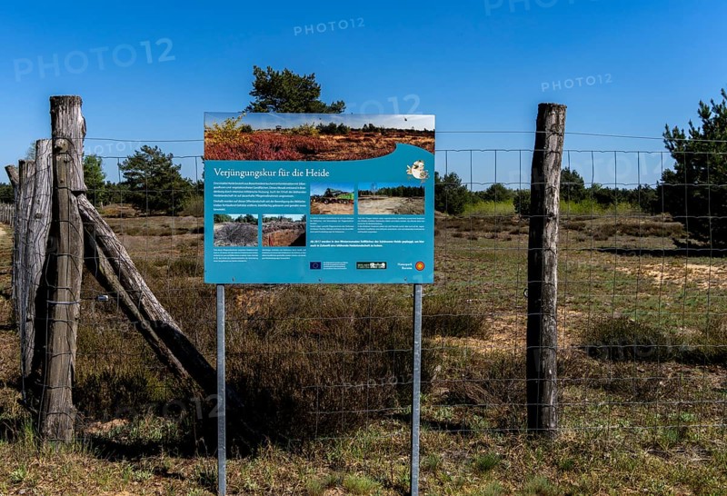 Schoenower Heide nature reserve, Schoenow, Brandenburg, Germany, Europe