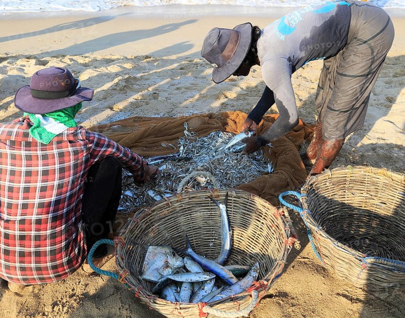 Traditional fishing hauling nets Nilavelli beach, near Trincomalee, Eastern province, Sri Lanka, Asia