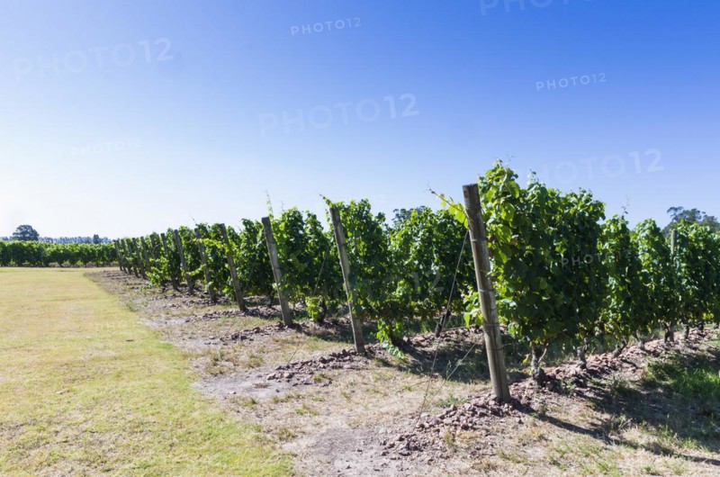Beautiful vine of European grapes in Uruguayan winery in Canelos region. Moscato grapes