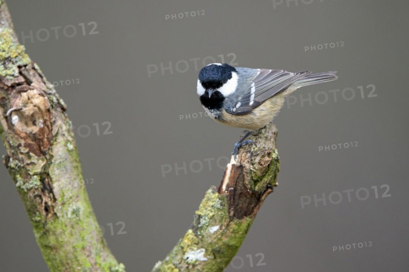 Coal tit (Parus ater), adult bird, Dingdener Heide nature reserve, North Rhine-Westphalia, Germany, Europe