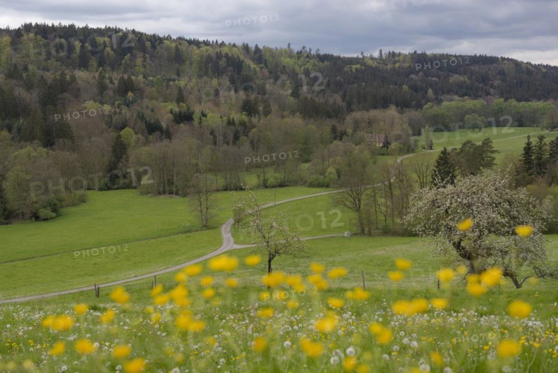 Spring in the Rottal near Wielandsweiler, Mainhardter Wald, Schwaebisch-Fraenkischer Wald Nature Park, Schwaebisch Hall, Hohenlohe, Heilbronn-Franken, Baden-Wuerttemberg, Germany, Europe