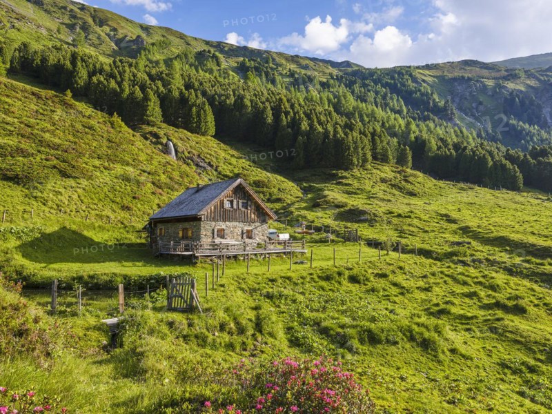 Hike along the Mur, alpine hut with alpine roses, Murursprung, Muhr, national park municipality, Lungau, Salzburg