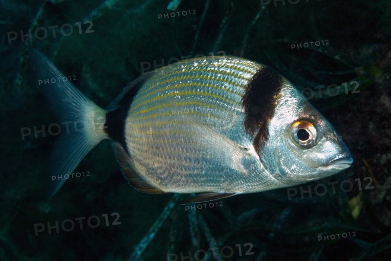 Close-up of Common two-banded seabream (Diplodus vulgaris) in the open sea wild, food fish, Mediterranean Sea