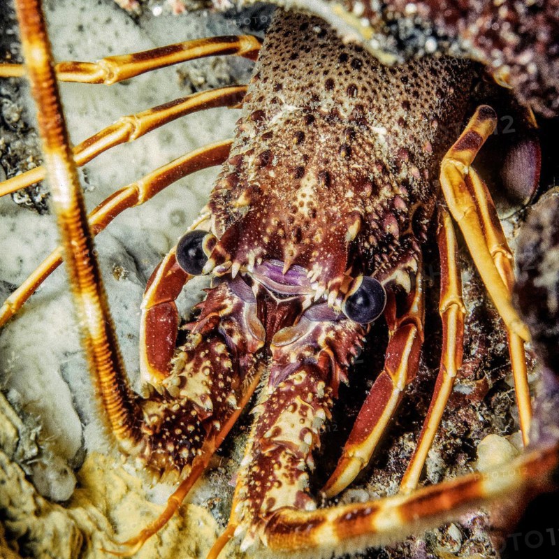 Extreme close-up of head Head portrait eyes of European spiny crayfish (Palinurus elephas), Mediterranean Sea