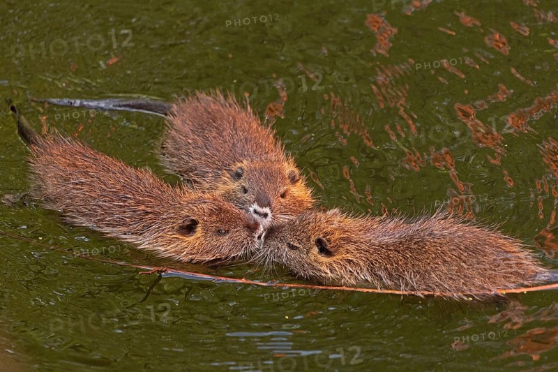 Three Nutria (Myocastor coypus) young animals poking their snouts together in the water, Wilhelmsburg, Hamburg, Germany, Europe