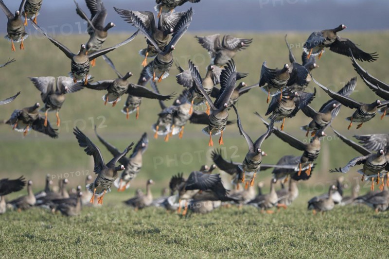 Greater white-fronted goose (Anser albifrons), flock of geese taking off, Bislicher Insel, Xanten, Lower Rhine, North Rhine-Westphalia, Germany, Europe