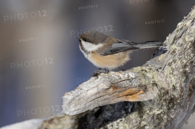 Grey-headed chickadee (Poecile cinctus), in the snow, Kaamanen, Finland, Europe