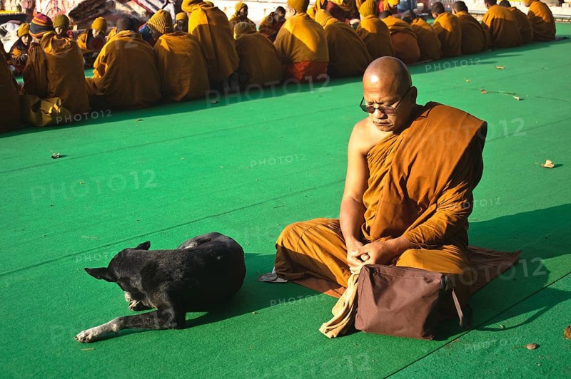 Buddhist monk, meditation, sleeping dog, Mahabodhi buddhist temple, Bodhgaya, India, Asia