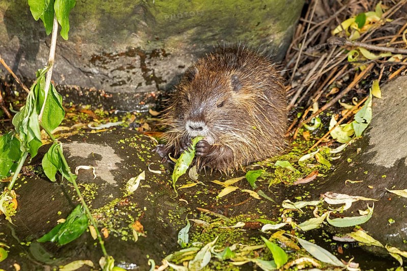 Nutria (Myocastor coypus) young animal eating leaf, Wilhelmsburg, Hamburg, Germany, Europe