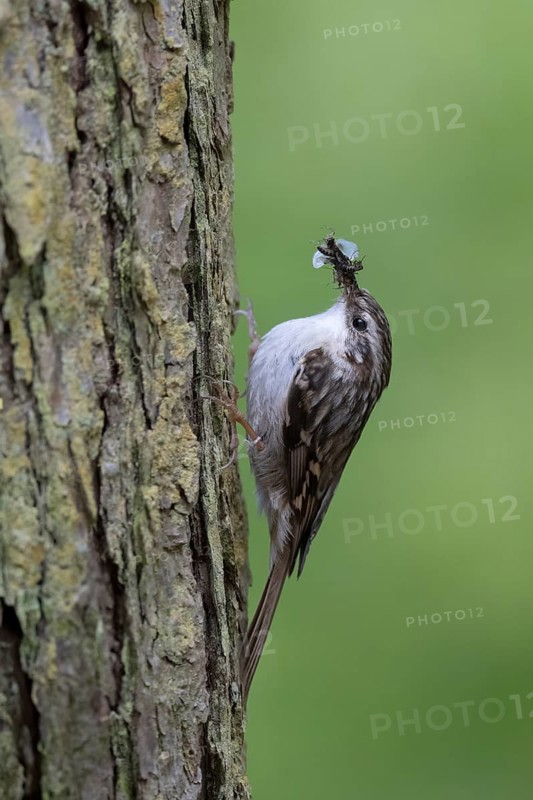 Short-toed treecreeper (Certhia brachydactyla), Wittlich, Rhineland-Palatinate, Germany, Europe