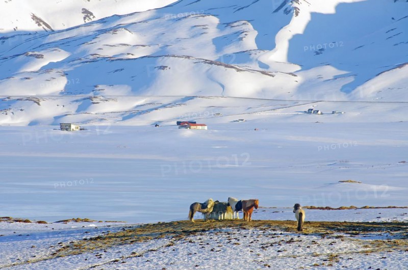 A group of Icelandic horses standing close together in a deep winter landscape on a hill, winter, North Iceland, Iceland, Europe