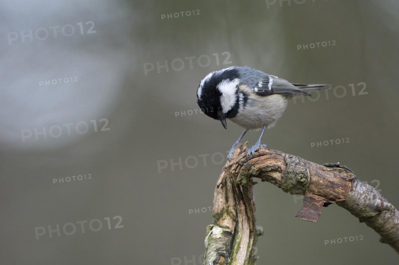 Coal tit (Parus ater), adult bird, Dingdener Heide nature reserve, North Rhine-Westphalia, Germany, Europe