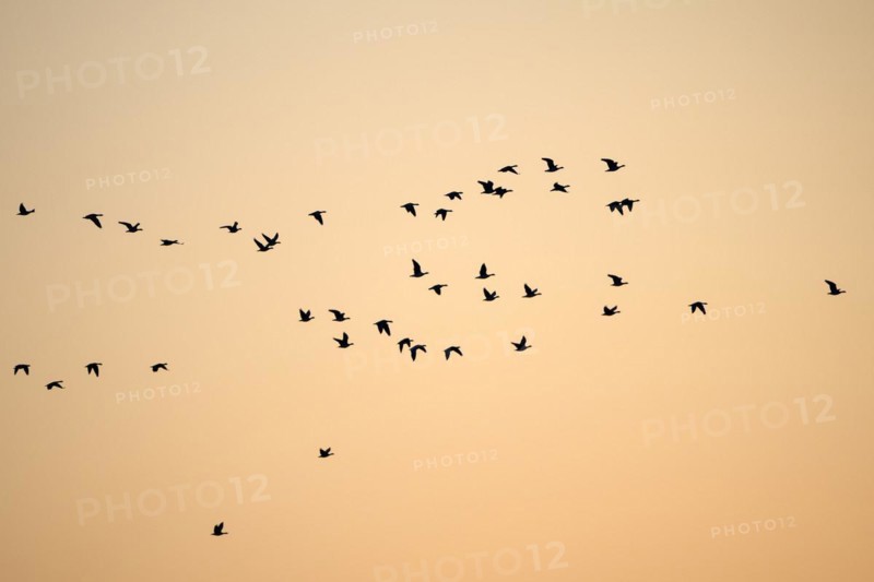 Barnacle goose (Branta leucopsis), flock of geese in flight, at sunrise, in front of the morning sky, Bislicher Insel, Xanten, Lower Rhine, North Rhine-Westphalia, Germany, Europe