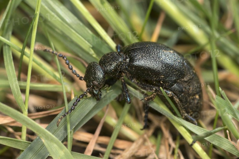 Black oil beetle (Meloe proscarabaeus), female, Valais, Switzerland, Europe