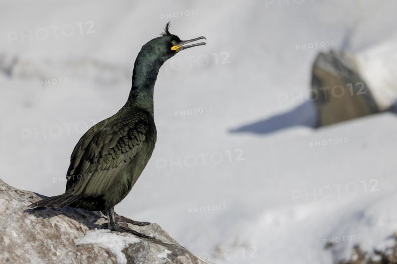 Common shag (Phalacrocorax aristotelis), feather crest, winter, in the snow, Hornoya, Hornoya, Varangerfjord, Finmark, Northern Norway